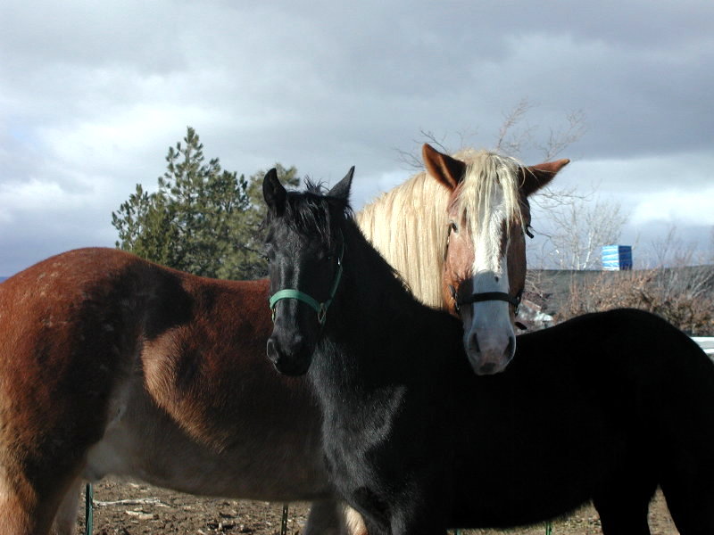 Mulcahy Draft Horses, California USA